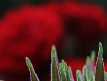 2 scharf und zart 2.jpg