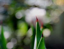 1 scharf und zart 1.jpg